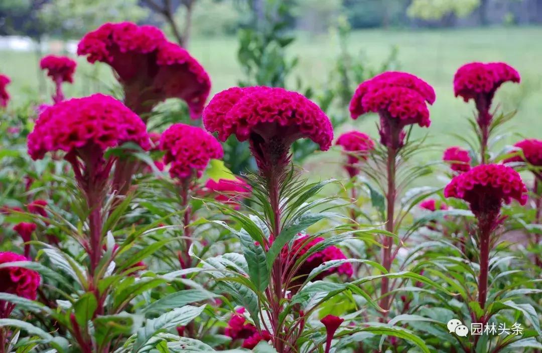 盘点史上最全中国各城市市花,中国各大城市的市花分别是什么
