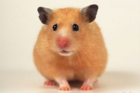 属鼠2022年婚姻运势,96年属鼠2021运势