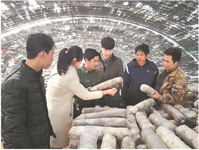 鞍山：岫岩丰富“第一书记”孟飞打造“一村一品”