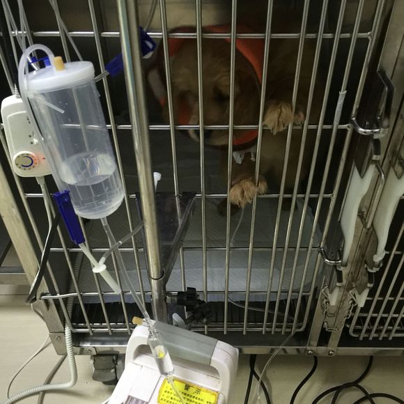 金毛得了细小治愈后还能继续养吗,两个月金毛得了细小冠状该放弃吗