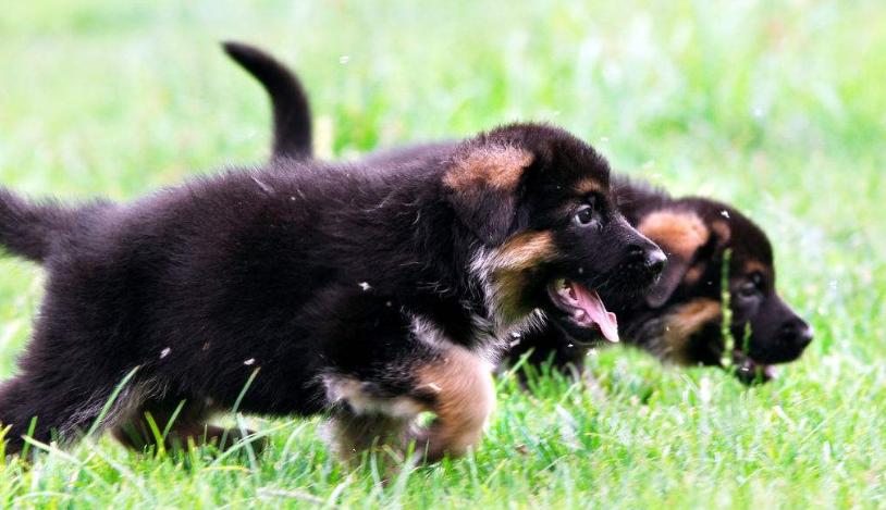 短毛德牧与长毛德牧配狗可以吗,德牧长毛智商高还是短毛德牧高