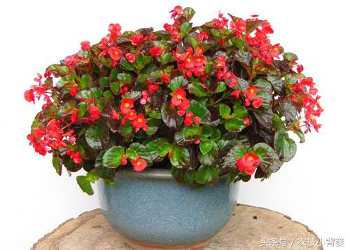 生根壮苗剂扦插,栽花自制生根剂