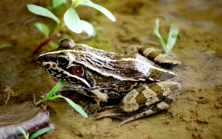 男子十年花近百万养宠物蛙，营养学家建议食用青蛙需谨慎