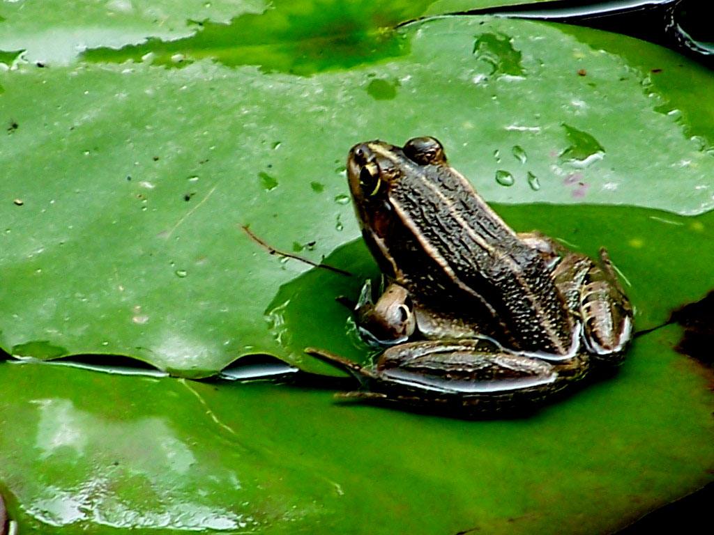 男子十年花近百万养宠物蛙，营养学家建议食用青蛙需谨慎