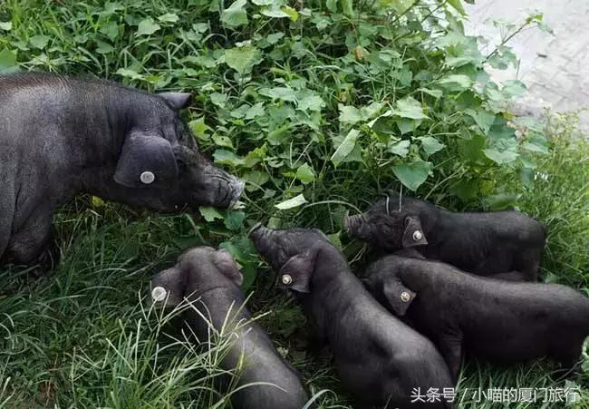 中国最美少数民族村寨,少数民族特点村寨民俗旅游