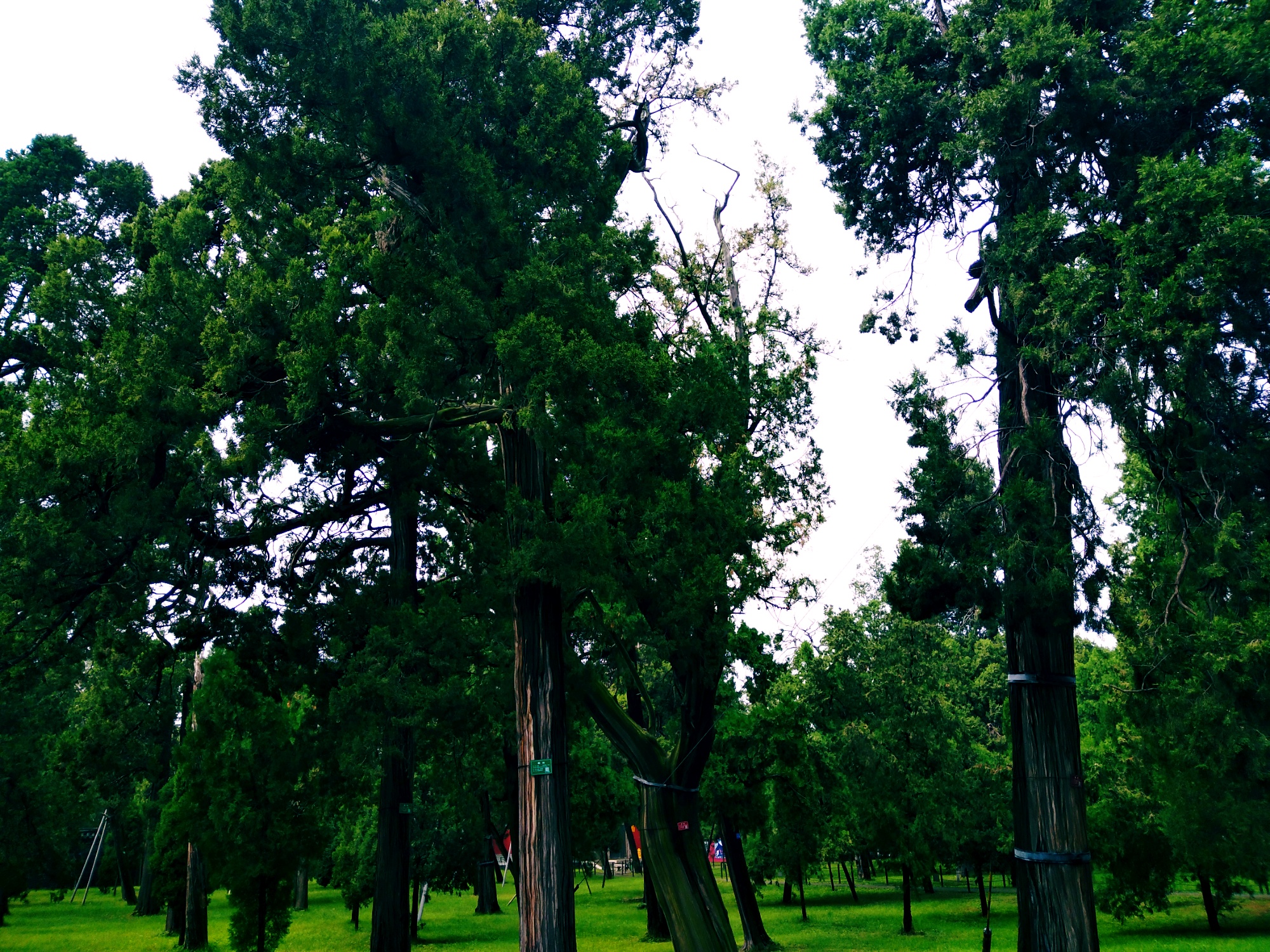 曲阜孔庙旅游攻略图片欣赏,曲阜孔庙景点简介图片高清