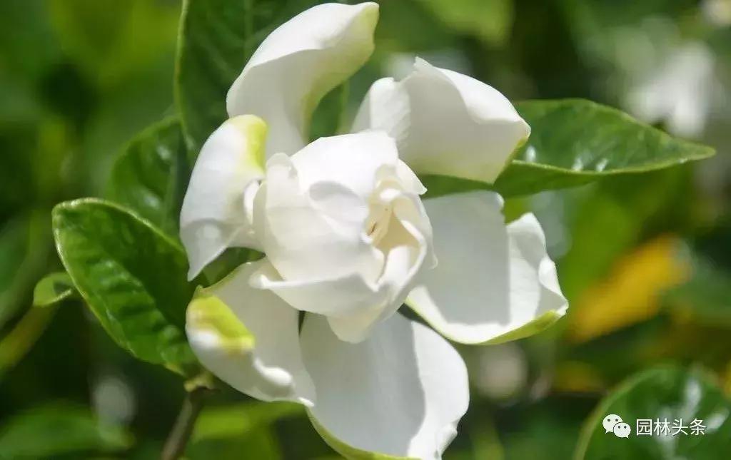 盘点史上最全中国各城市市花,中国各大城市的市花分别是什么