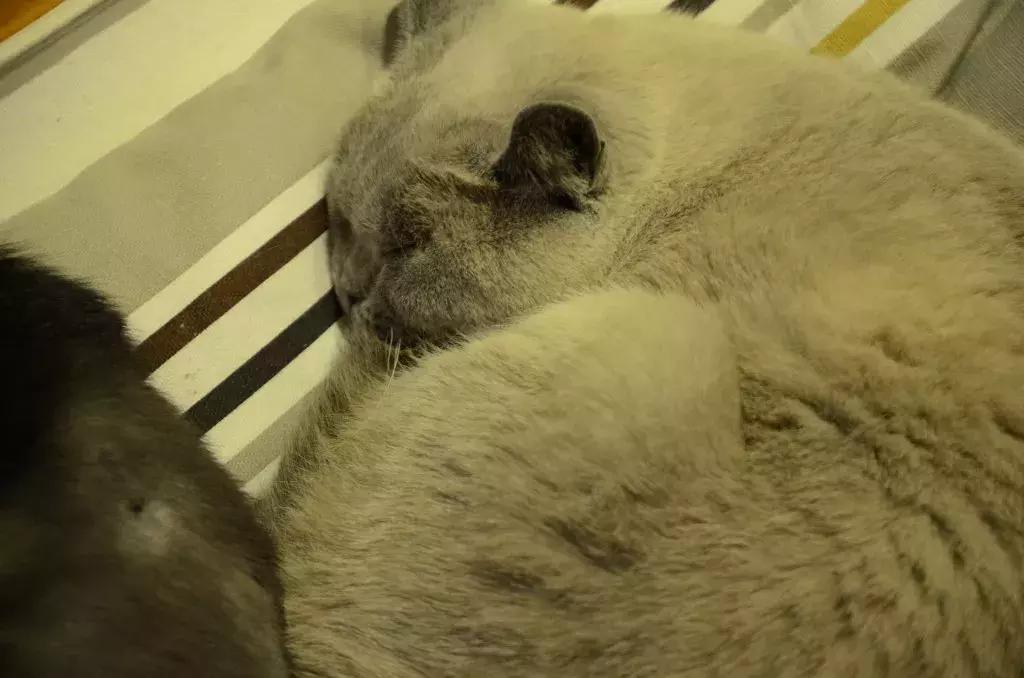 杭州可以撸猫的店,杭州撸猫地方推荐