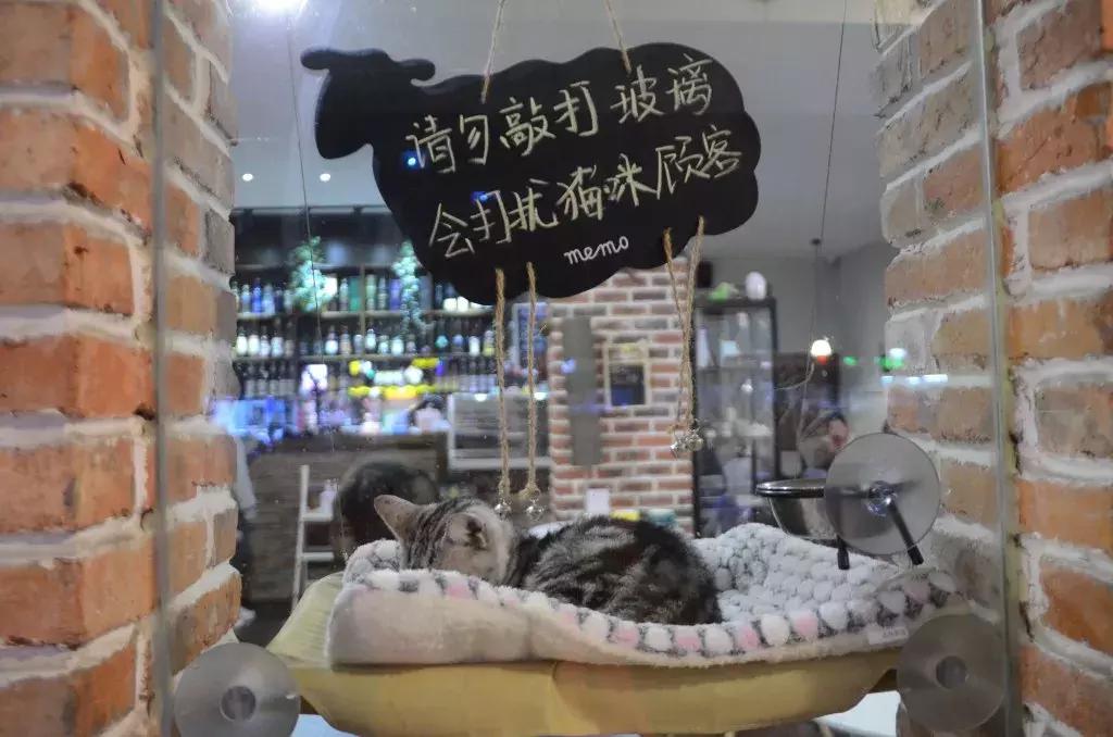 杭州可以撸猫的店,杭州撸猫地方推荐