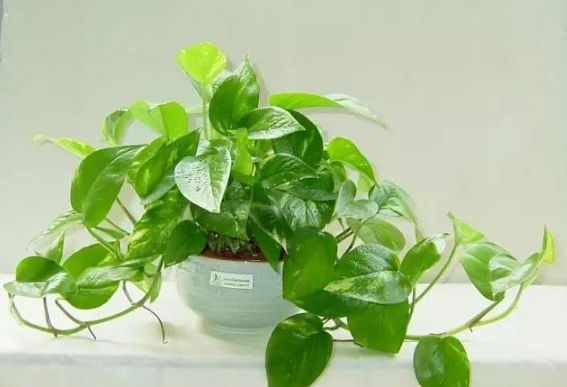 柚子皮除甲醛最有效的方法,柚子皮放衣柜真的可以除甲醛吗