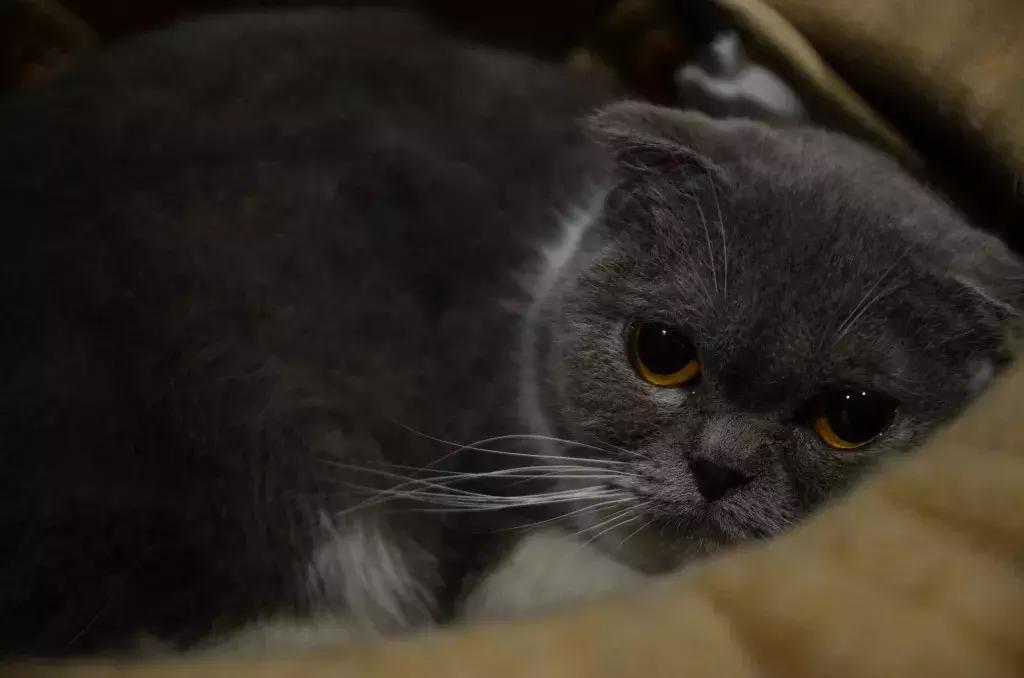 杭州可以撸猫的店,杭州撸猫地方推荐