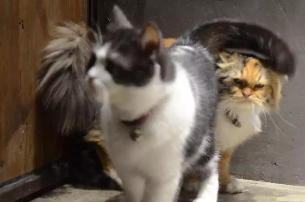 杭州可以撸猫的店,杭州撸猫地方推荐