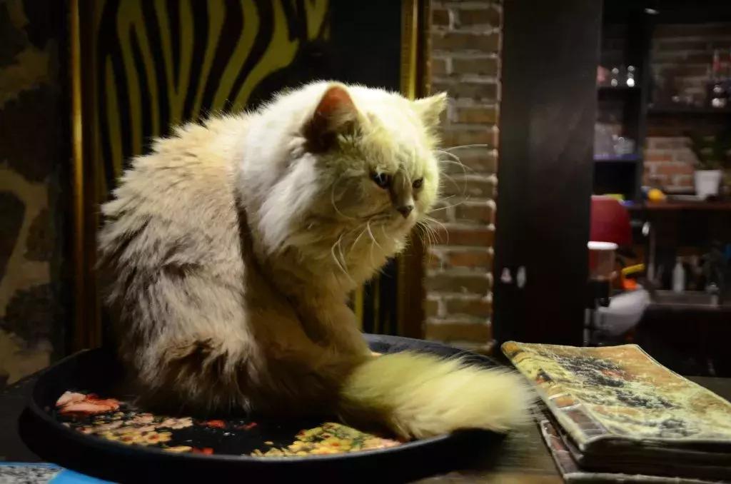 杭州可以撸猫的店,杭州撸猫地方推荐