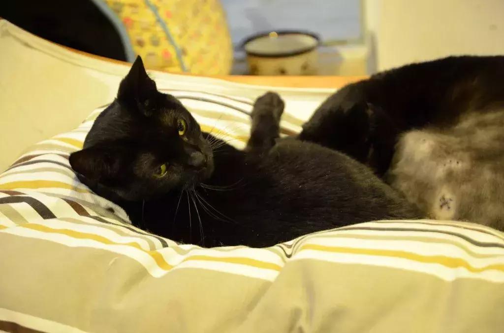 杭州可以撸猫的店,杭州撸猫地方推荐