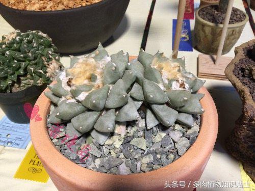 小型的多肉仙人掌如何养护,仙人掌等多肉植物养护方法