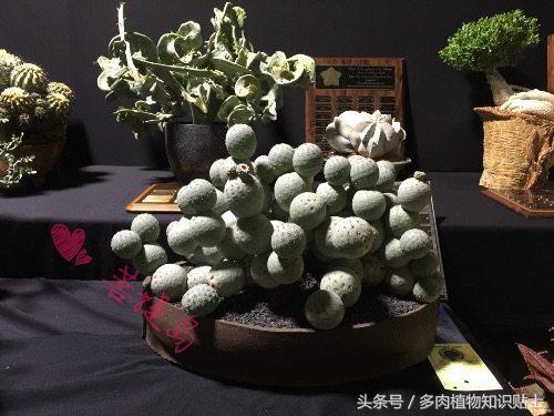 小型的多肉仙人掌如何养护,仙人掌等多肉植物养护方法