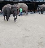 大象跟主人,大象踢足球小象