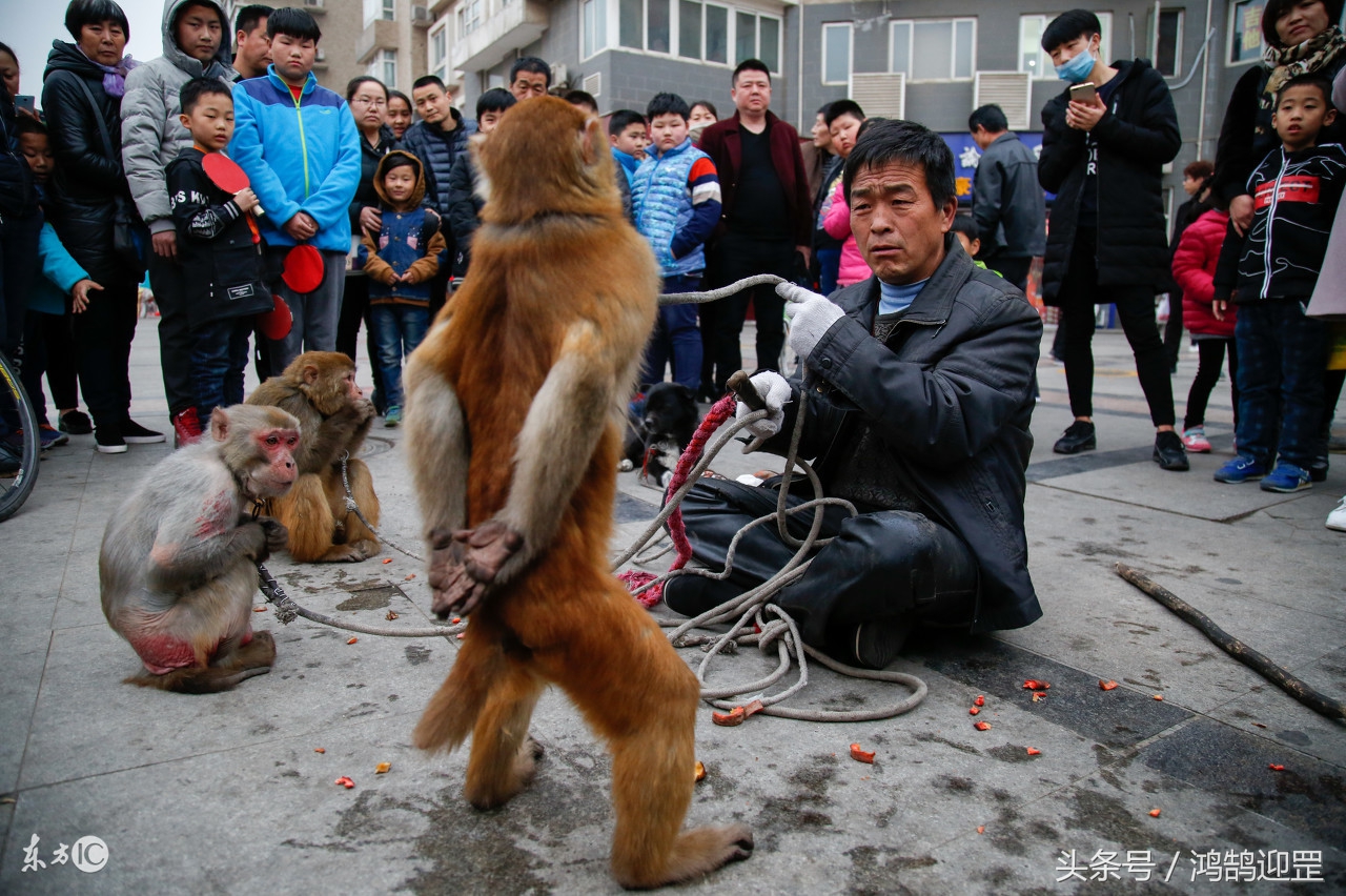 “猴戏”即将退出生活舞台，带走了我们的乐趣和记忆