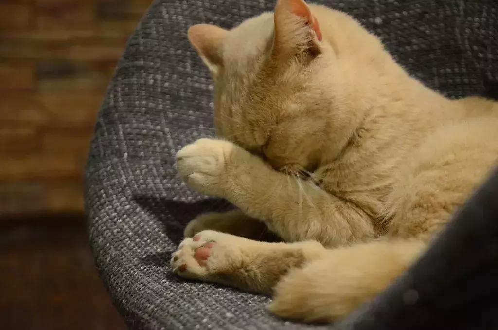 杭州可以撸猫的店,杭州撸猫地方推荐