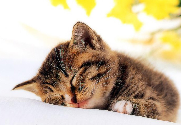 猫是不是真的有九条命,猫有九条命唯有一颗心