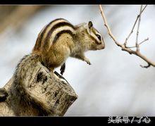 关于金花鼠的知识