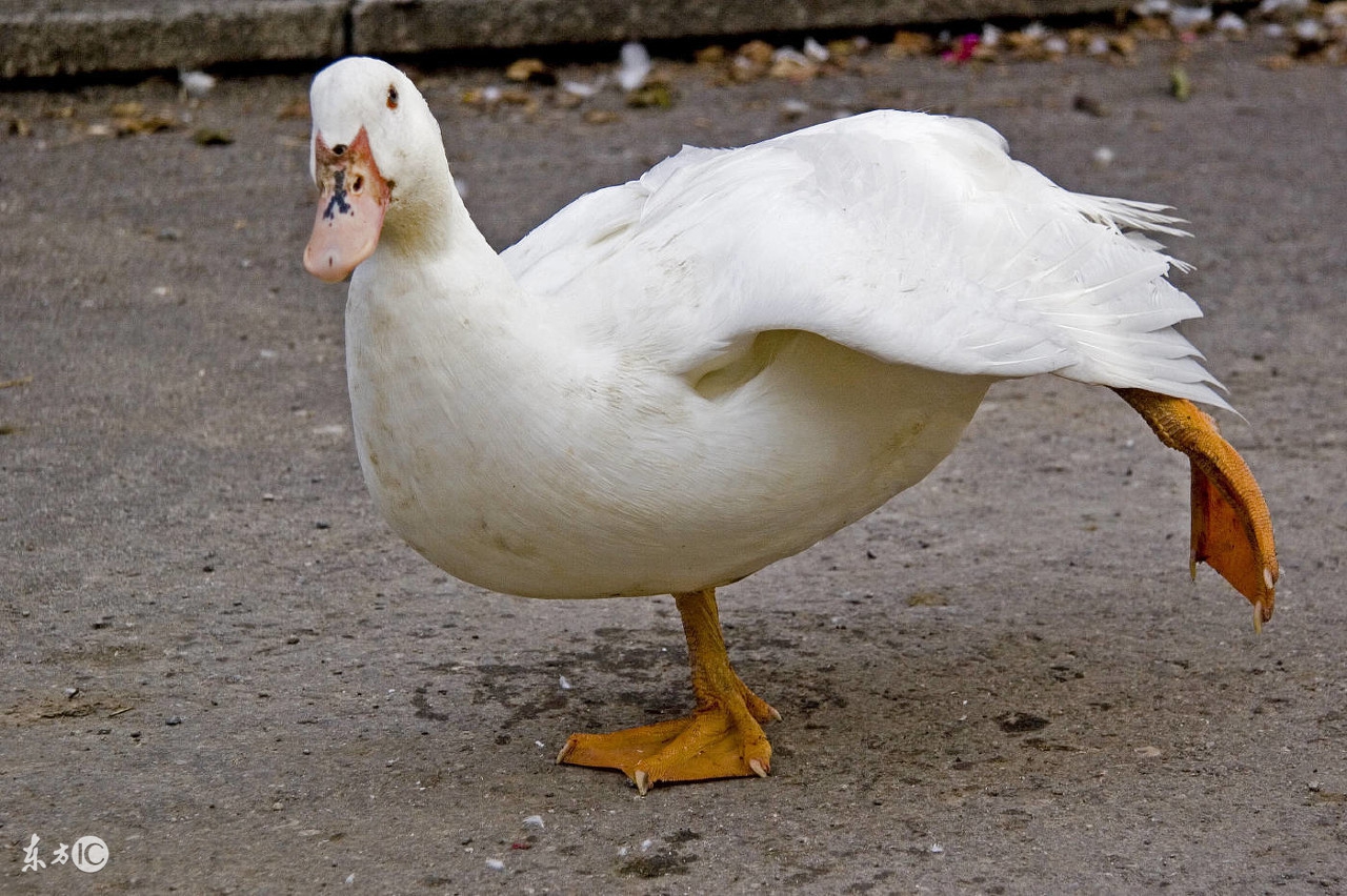 过年准备什么年货全攻略,临近过年了年货一般会买什么