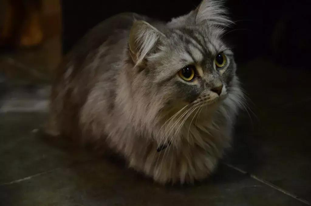 杭州可以撸猫的店,杭州撸猫地方推荐