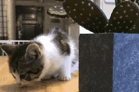 杭州可以撸猫的店,杭州撸猫地方推荐