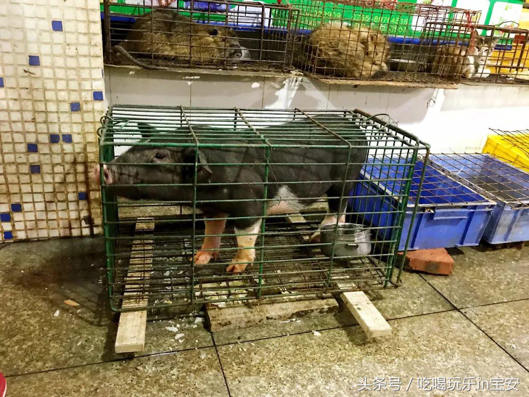 路林海鲜市场螃蟹,海头海鲜批发市场螃蟹