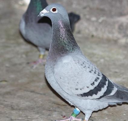 信鸽怎么选购和养殖的区别,信鸽怎么选购和养好的区别