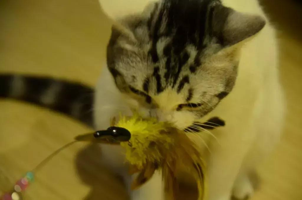 杭州可以撸猫的店,杭州撸猫地方推荐