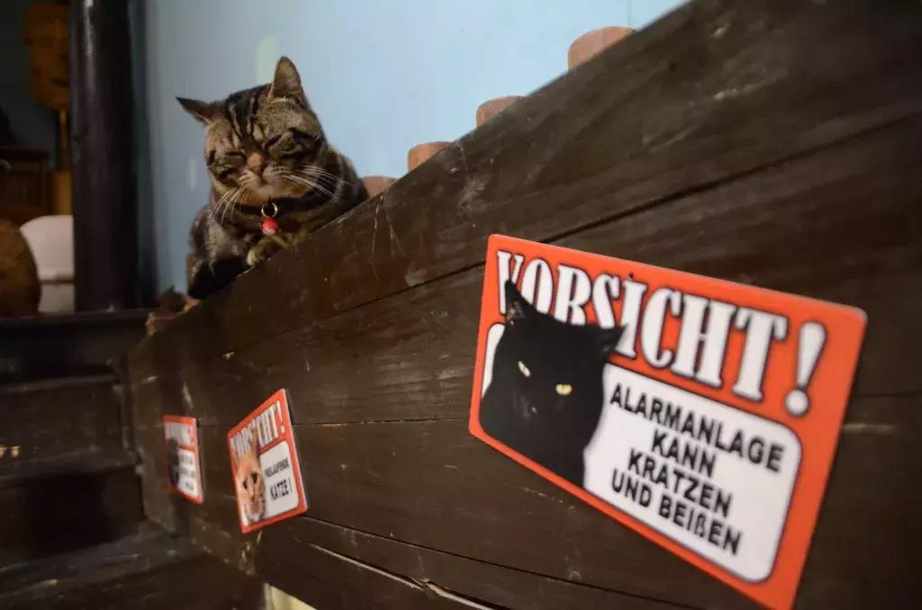 杭州可以撸猫的店,杭州撸猫地方推荐