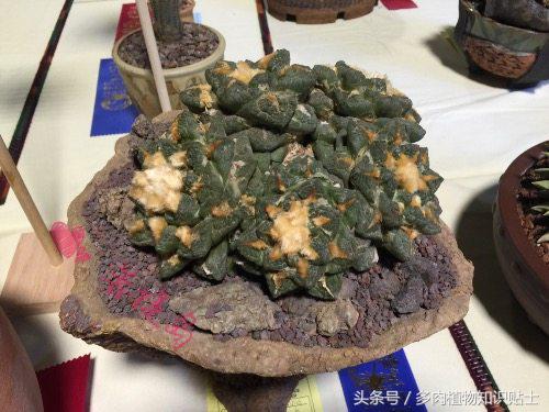 小型的多肉仙人掌如何养护,仙人掌等多肉植物养护方法