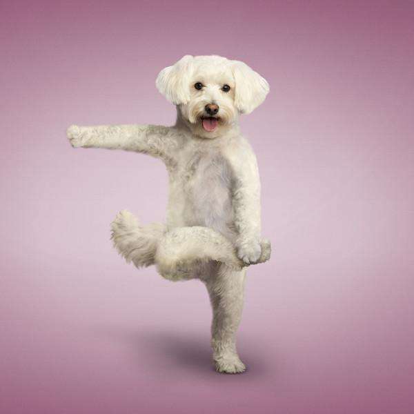 2024年1月15日生肖狗运势,2024年1月15日生肖属狗人的运势