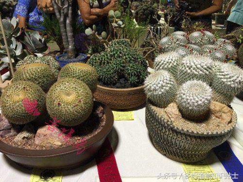 小型的多肉仙人掌如何养护,仙人掌等多肉植物养护方法