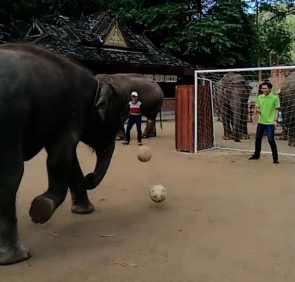 大象跟主人,大象踢足球小象