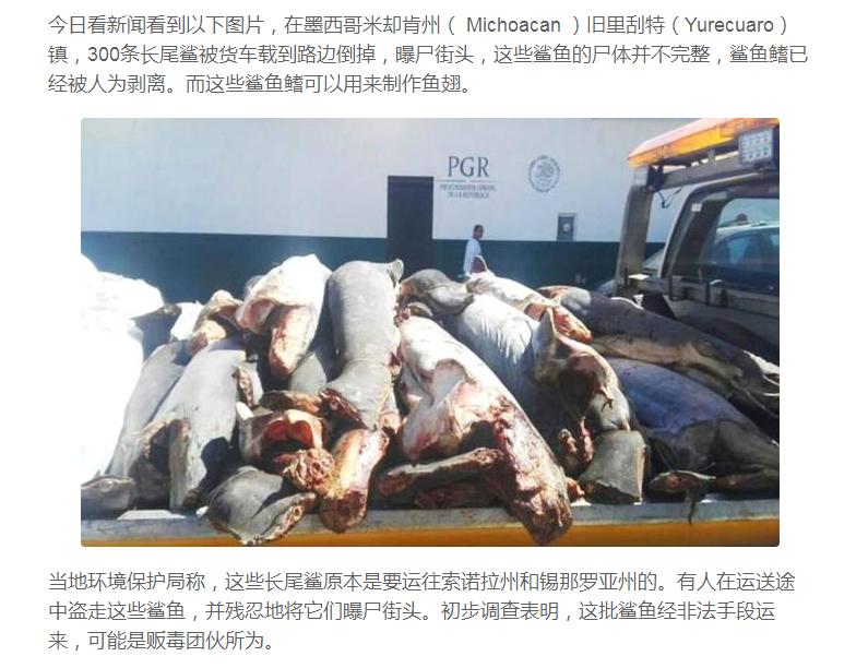 科普：有害无益的“美味”鱼翅，人类应控制自己欲望，为后人负责