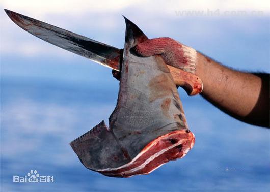 科普：有害无益的“美味”鱼翅，人类应控制自己欲望，为后人负责