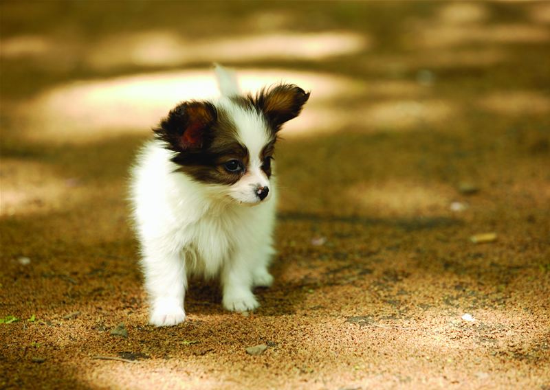 2024年1月15日生肖狗运势,2024年1月15日生肖属狗人的运势
