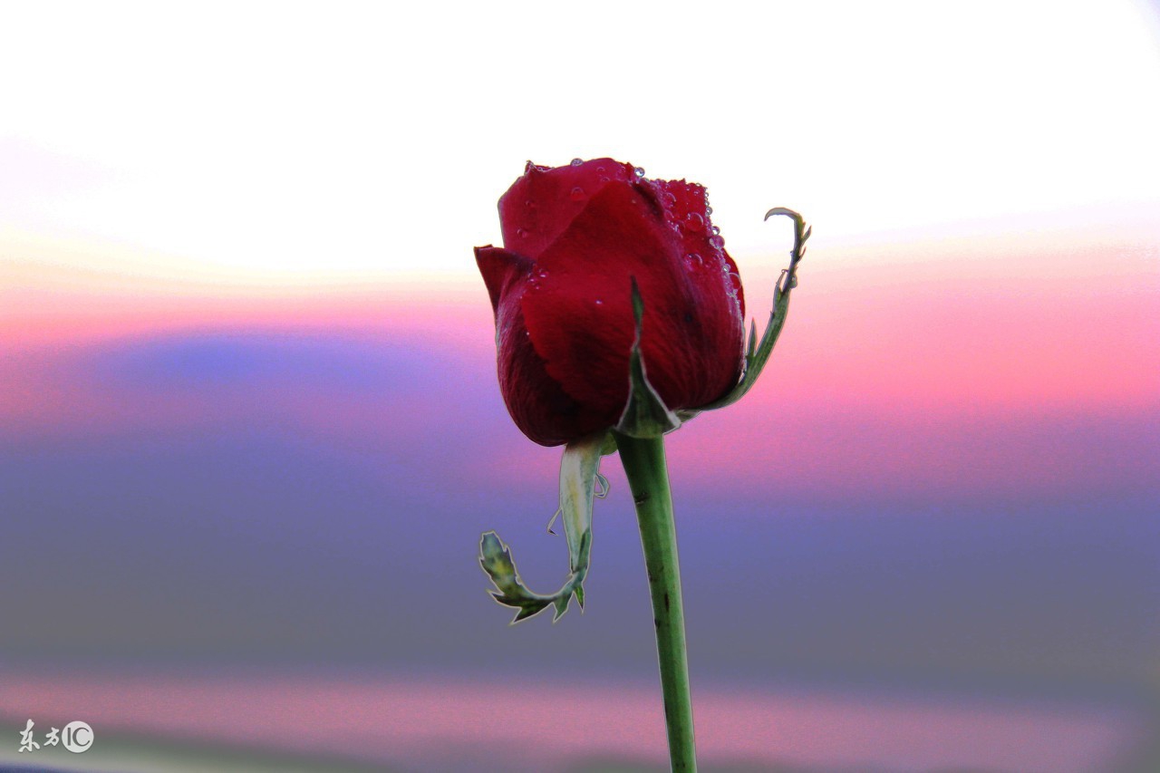 一言一语一心一意,一言一语一段情