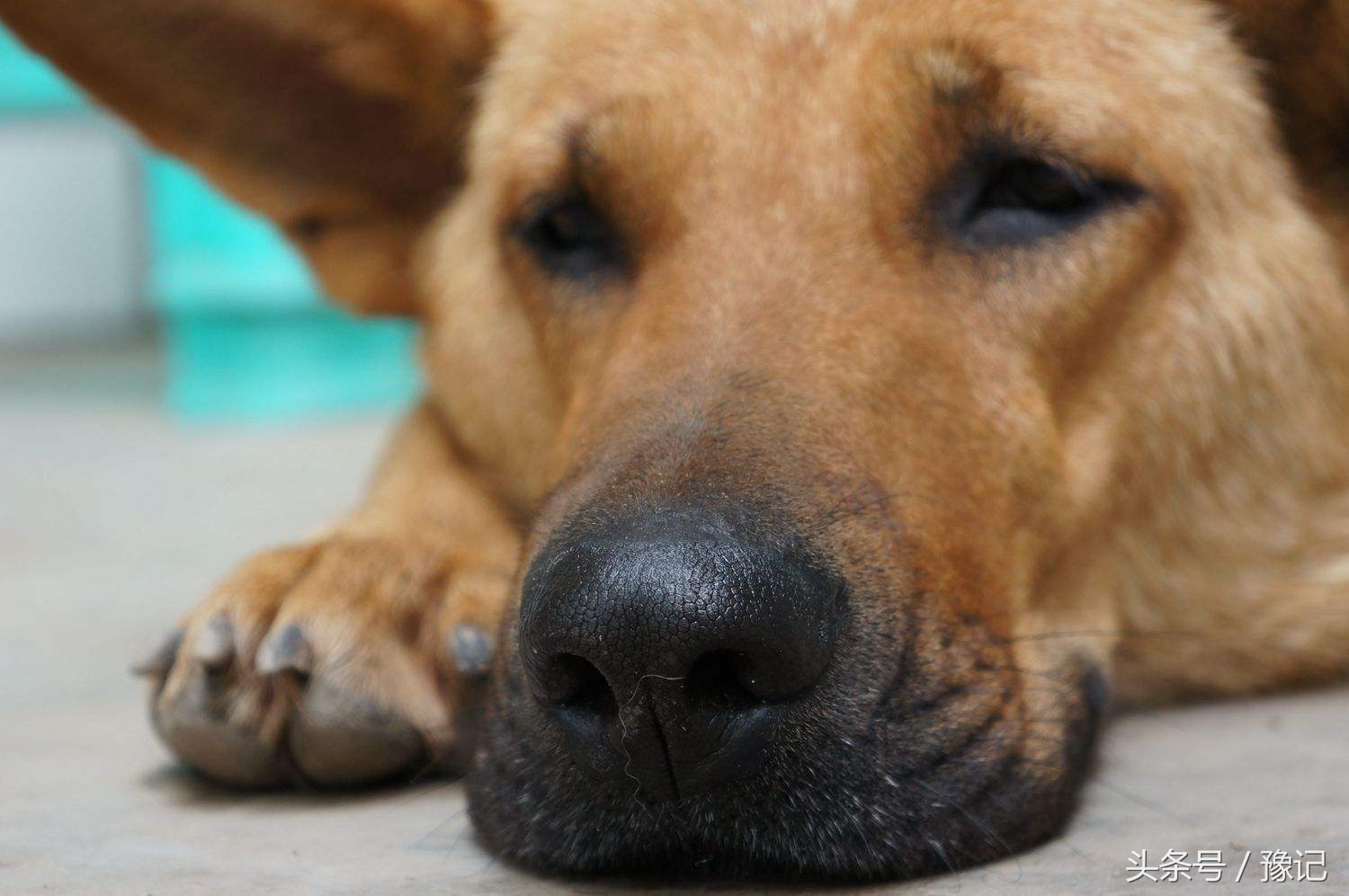 狗年将至，三只狗告诉我什么叫“知心的朋友，暖脚的老狗”