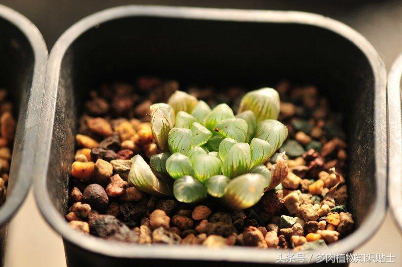 多肉植物用哪种土壤好,多肉植物什么土壤比较好