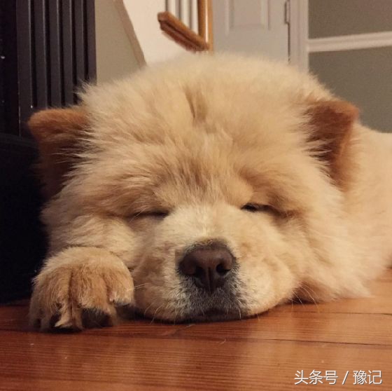 狗年将至，三只狗告诉我什么叫“知心的朋友，暖脚的老狗”