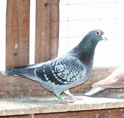 信鸽怎么选购和养殖的区别,信鸽怎么选购和养好的区别