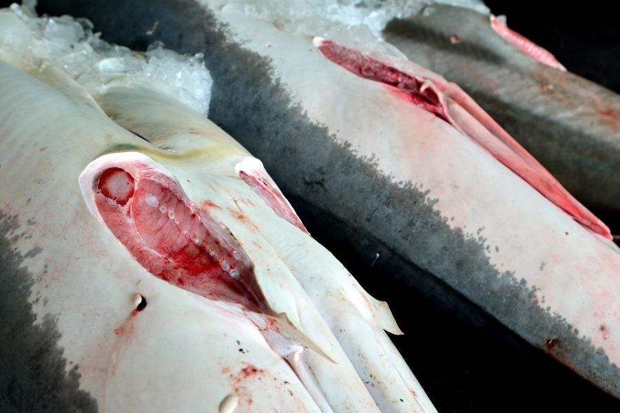 科普：有害无益的“美味”鱼翅，人类应控制自己欲望，为后人负责