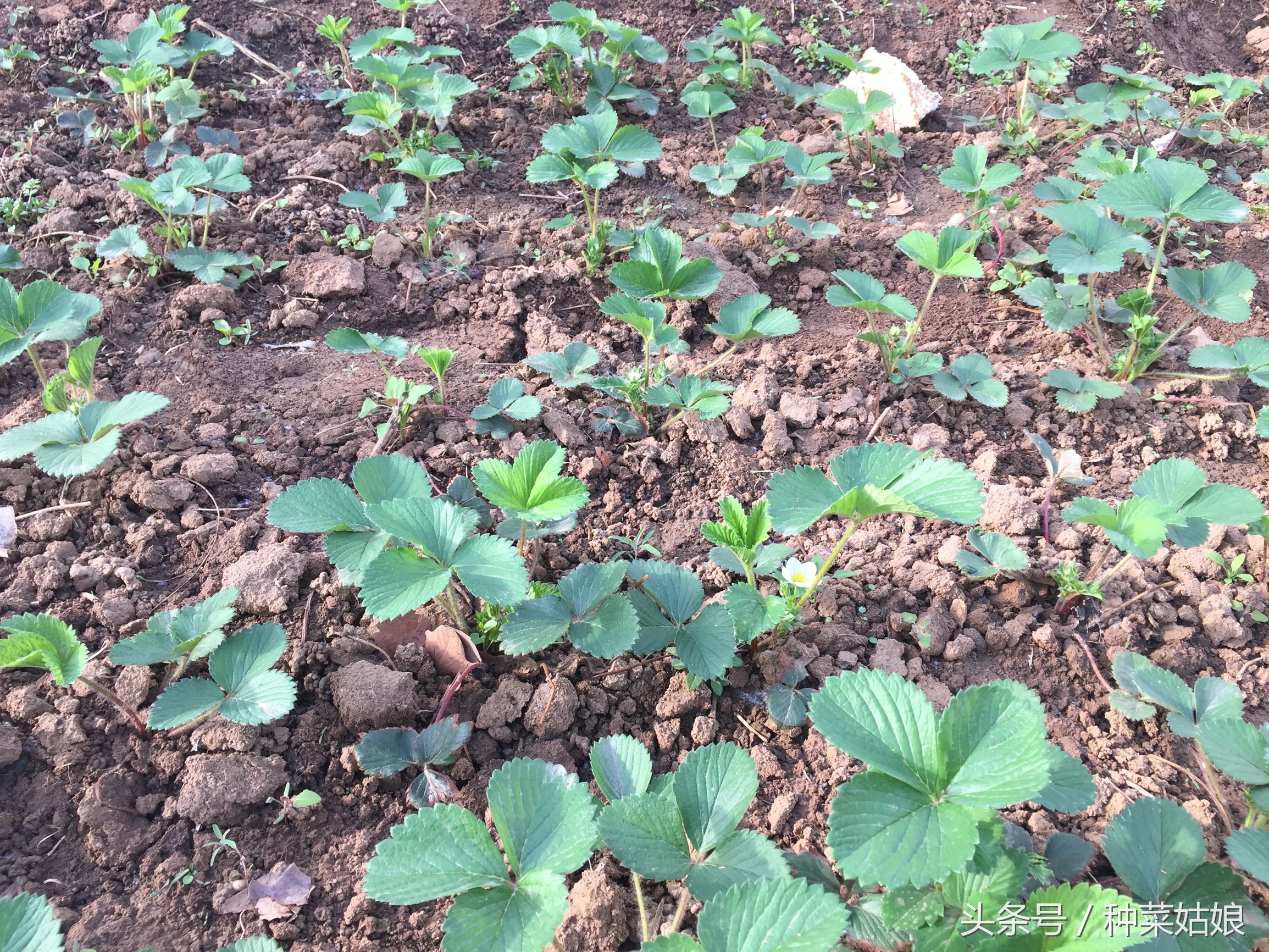 草莓种植小妙招,草莓的种植方法和优缺点