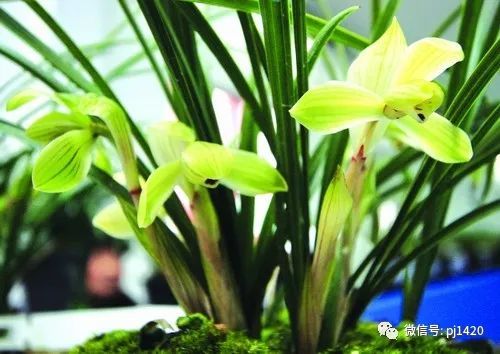 兰花最名贵的品种多少钱一株,最便宜的兰花多少钱一株啊