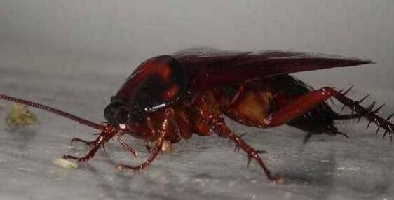 家里的蟑螂越来越多怎么消灭蟑螂,蟑螂最怕什么才能治蟑螂