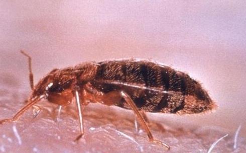 家里的蟑螂越来越多怎么消灭蟑螂,蟑螂最怕什么才能治蟑螂