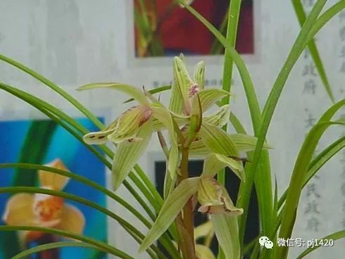 兰花最名贵的品种多少钱一株,最便宜的兰花多少钱一株啊